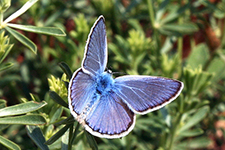 Polyommatus celina